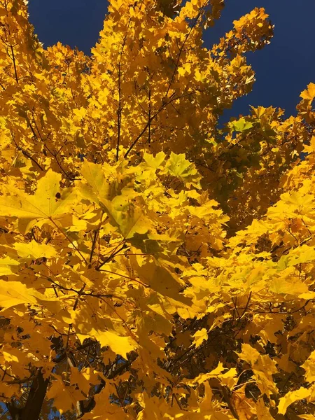 Sarı Sonbahar Yapraklı Güzel Manzara Ağacı — Stok fotoğraf
