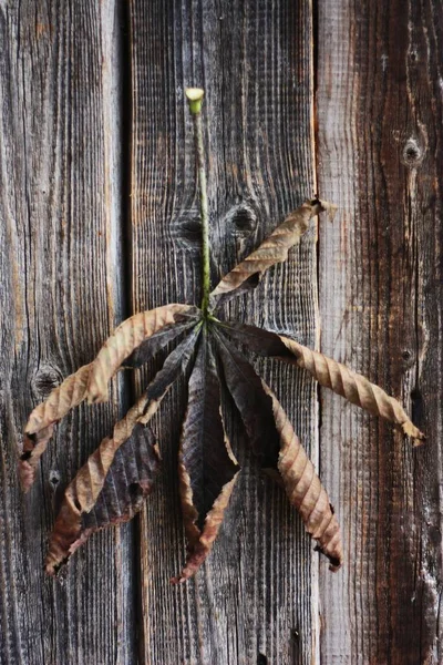 木の背景に乾いた茶色の栗の葉 — ストック写真