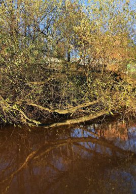 Suyun kenarındaki güzel yeşil söğüt ağacı