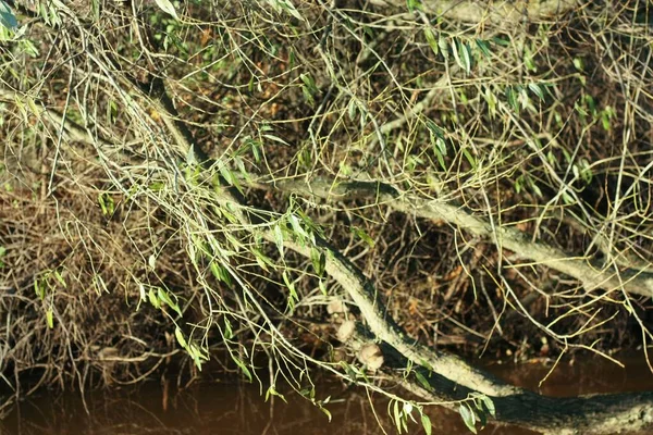 Bellissimo Albero Salice Verde Vicino All Acqua — Foto Stock