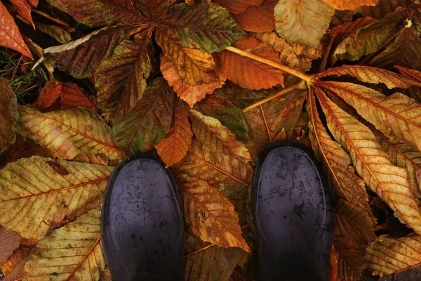 Bright Chestnut Leaves Rubber Boots View — Stock Photo, Image