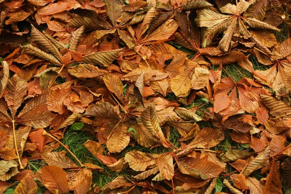 Feuilles Châtaignier Brillant Dans Parc Macro — Photo