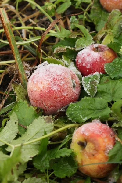 Pink Apples Snow Green Grass — Stock Photo, Image