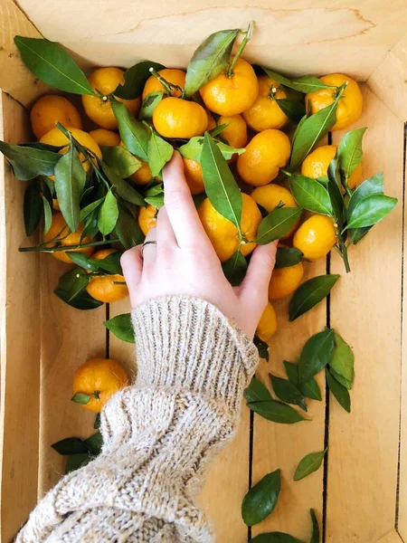 Juicy tangerines with green leaves in hand