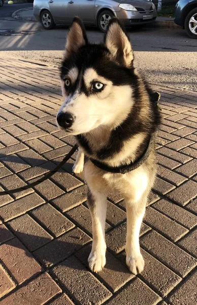 Husky Hund Mit Blauen Augen Auf Der Straße — Stockfoto