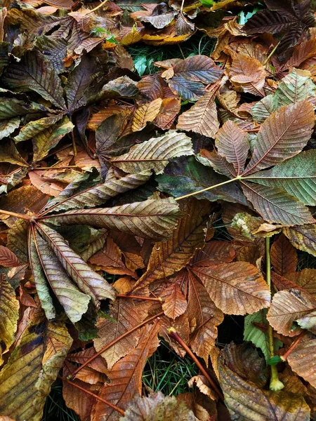 Feuilles Châtaignier Brillant Dans Parc Macro — Photo