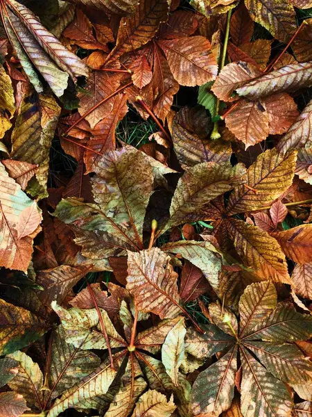 Feuilles Châtaignier Brillant Dans Parc Macro — Photo