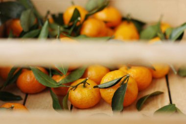 Tahta bir kutuda yeşil yapraklı sulu mandalinalar.