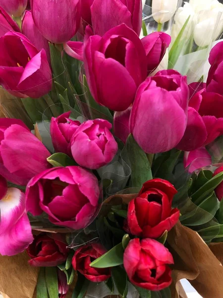 Pink red and white tulips bouquet macro