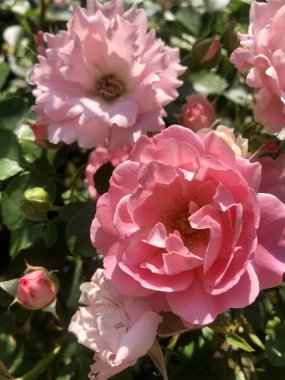 Parktaki güzel pembe güller