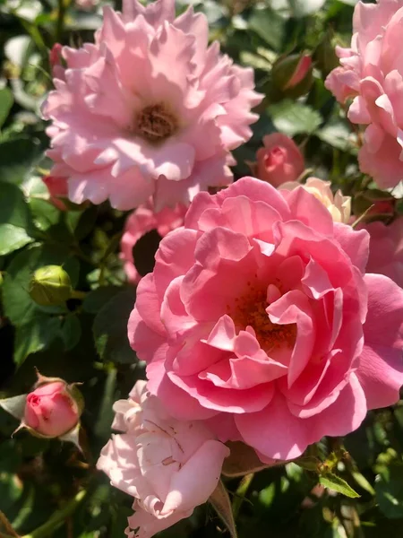 Vackra Rosa Rosor Parken — Stockfoto