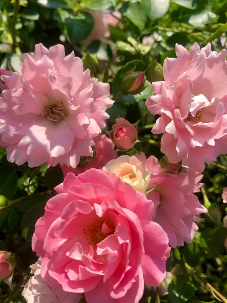 Красивые Розовые Цветы Парке — стоковое фото