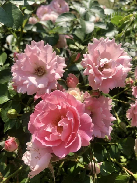 Vackra Rosa Rosor Parken — Stockfoto