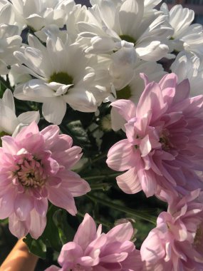 Parktaki güzel pembe astıcılar.