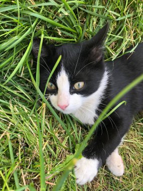 Otların arasındaki komik siyah kedi