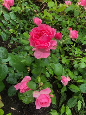 Parktaki güzel pembe güller