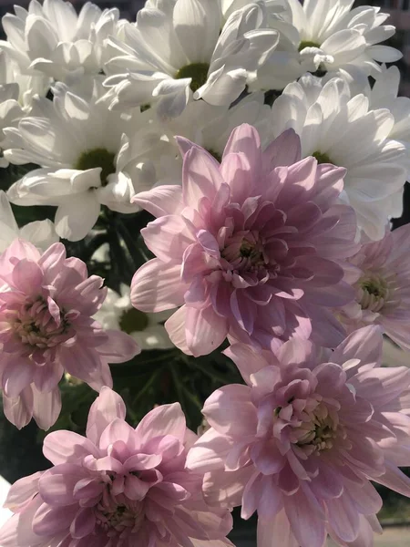 Gyönyörű Rózsaszín Mesterek Parkban — Stock Fotó