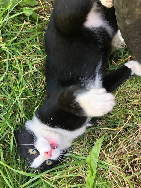 Gato Preto Engraçado Grama — Fotografia de Stock