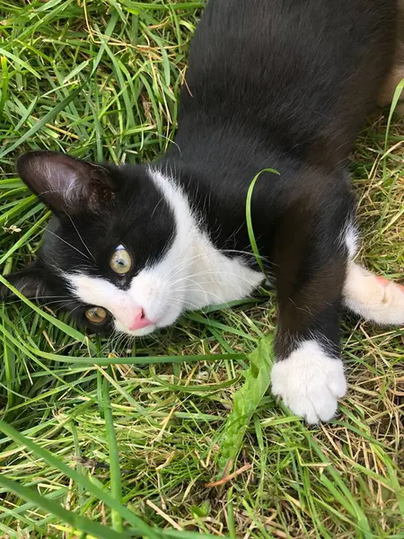 Lustige Schwarze Katze Gras — Stockfoto