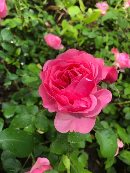 Vackra Rosa Rosor Parken — Stockfoto