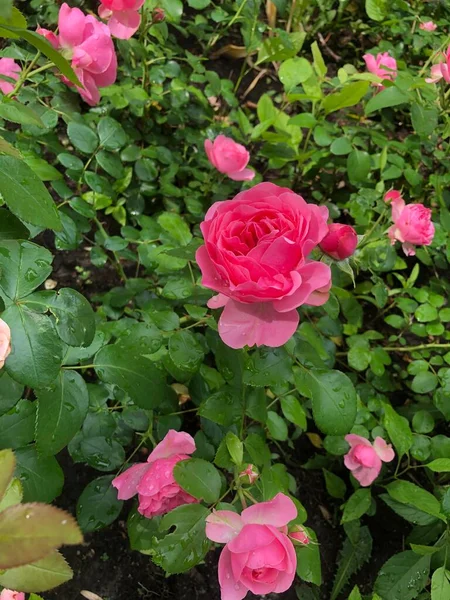 Vackra Rosa Rosor Parken — Stockfoto