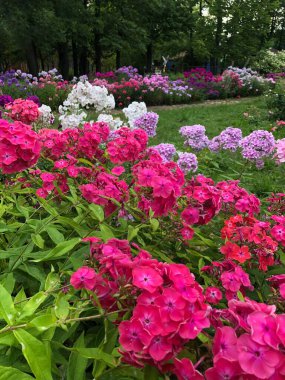 Parktaki güzel pembe çiçekler