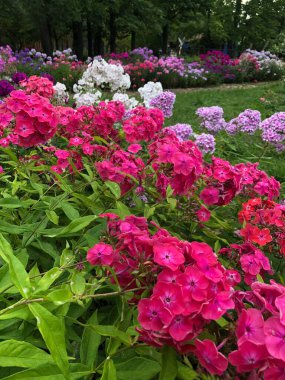 Parktaki güzel pembe çiçekler