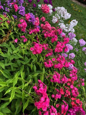 Parktaki güzel pembe çiçekler