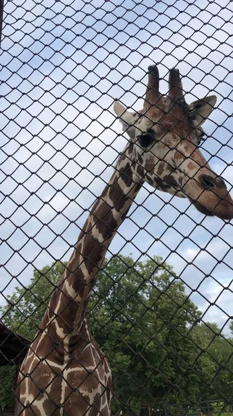 Schöne Giraffe Zoo — Stockfoto