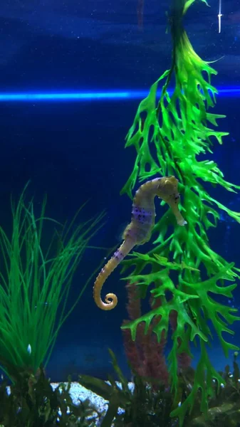 Hippocampe Dans Aquarium — Photo