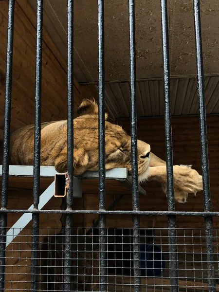 Die Löwin Schläft Zoo — Stockfoto