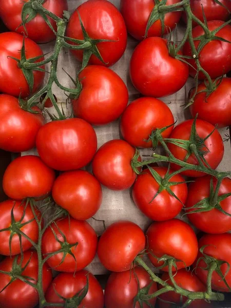 Tomates Jugosos Una Rama —  Fotos de Stock