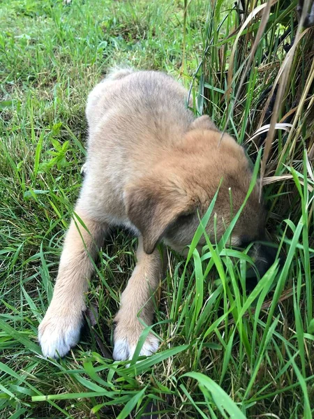 草の中の可愛い子犬 — ストック写真