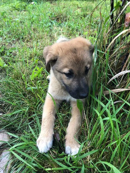 Chiot Mignon Dans Herbe — Photo