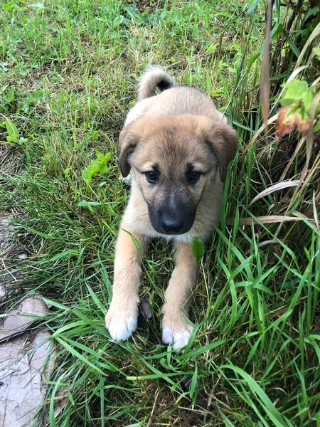 草の中の可愛い子犬 — ストック写真