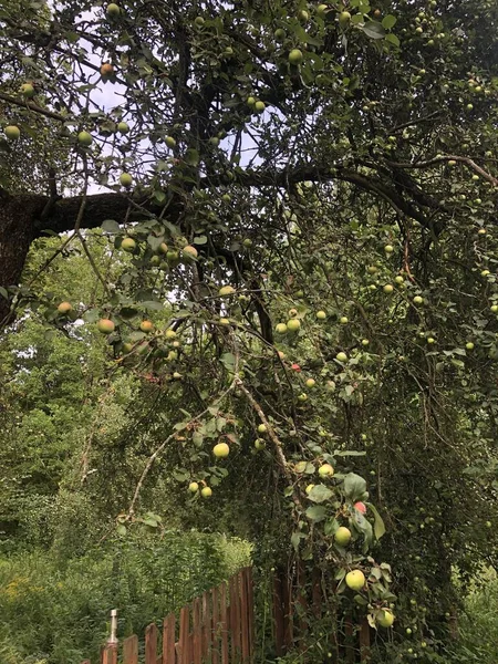 Pommes Vertes Sur Arbre — Photo