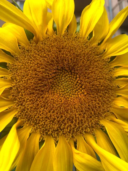 Beau Tournesol Dans Parc — Photo