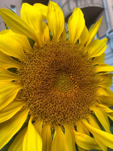 Beau Tournesol Dans Parc — Photo