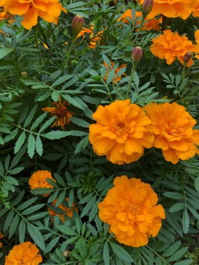 Bahçedeki güzel portakal çiçekleri