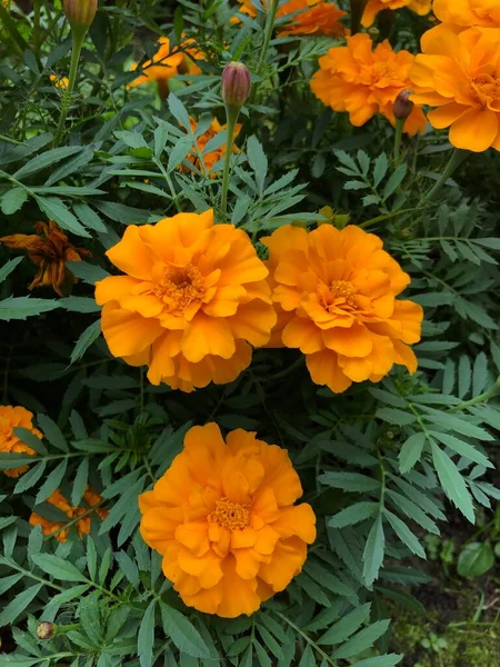 Piękne Pomarańczowe Kwiaty Ogrodzie — Zdjęcie stockowe