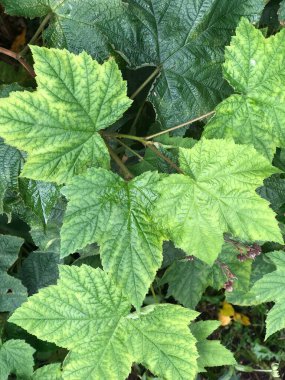 Bahçedeki güzel yeşil yapraklar