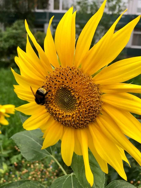 Beau Tournesol Jaune Dans Jardin — Photo