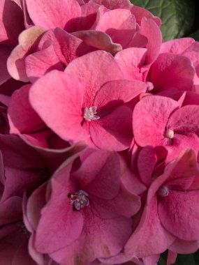 Bahçedeki güzel pembe çiçekler