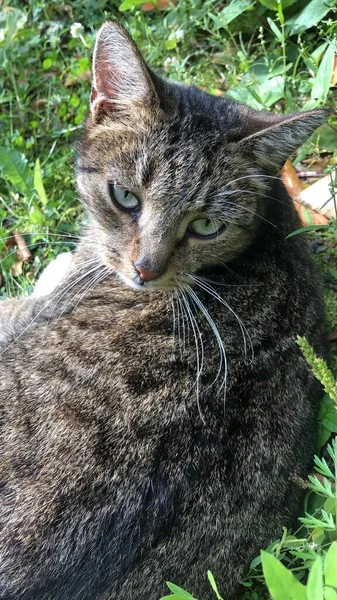 Gato Gris Con Ojos Verdes Calle —  Fotos de Stock