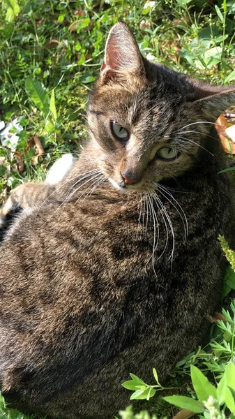 Graue Katze Mit Grünen Augen Auf Der Straße — Stockfoto