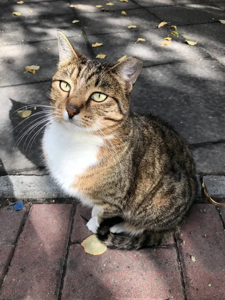 通りに緑の目をした灰色の猫 — ストック写真