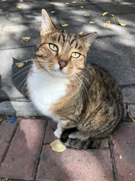 Gato Cinzento Com Olhos Verdes Rua — Fotografia de Stock