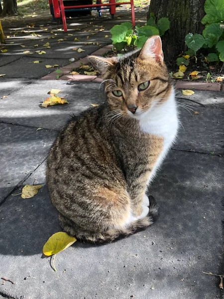 街上有绿眼睛的灰猫 — 图库照片