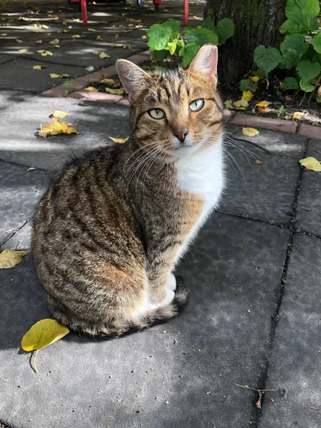 Graue Katze Mit Grünen Augen Auf Der Straße — Stockfoto