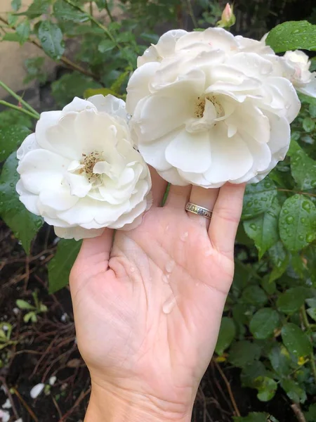 Beautiful White Roses Garden — Stock Photo, Image